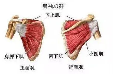 野人篮球训练营招生_0